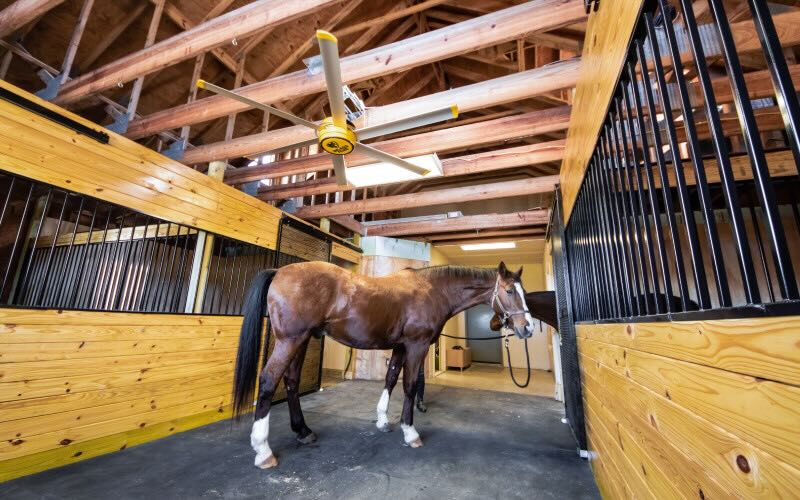 Inside a modern, clean barn, two horses relax in comfort, with air circulation created by a large ceiling fan expertly installed by Big Ass Fans.